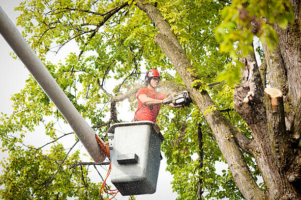 Best Affordable Tree Service  in Coleman, TX